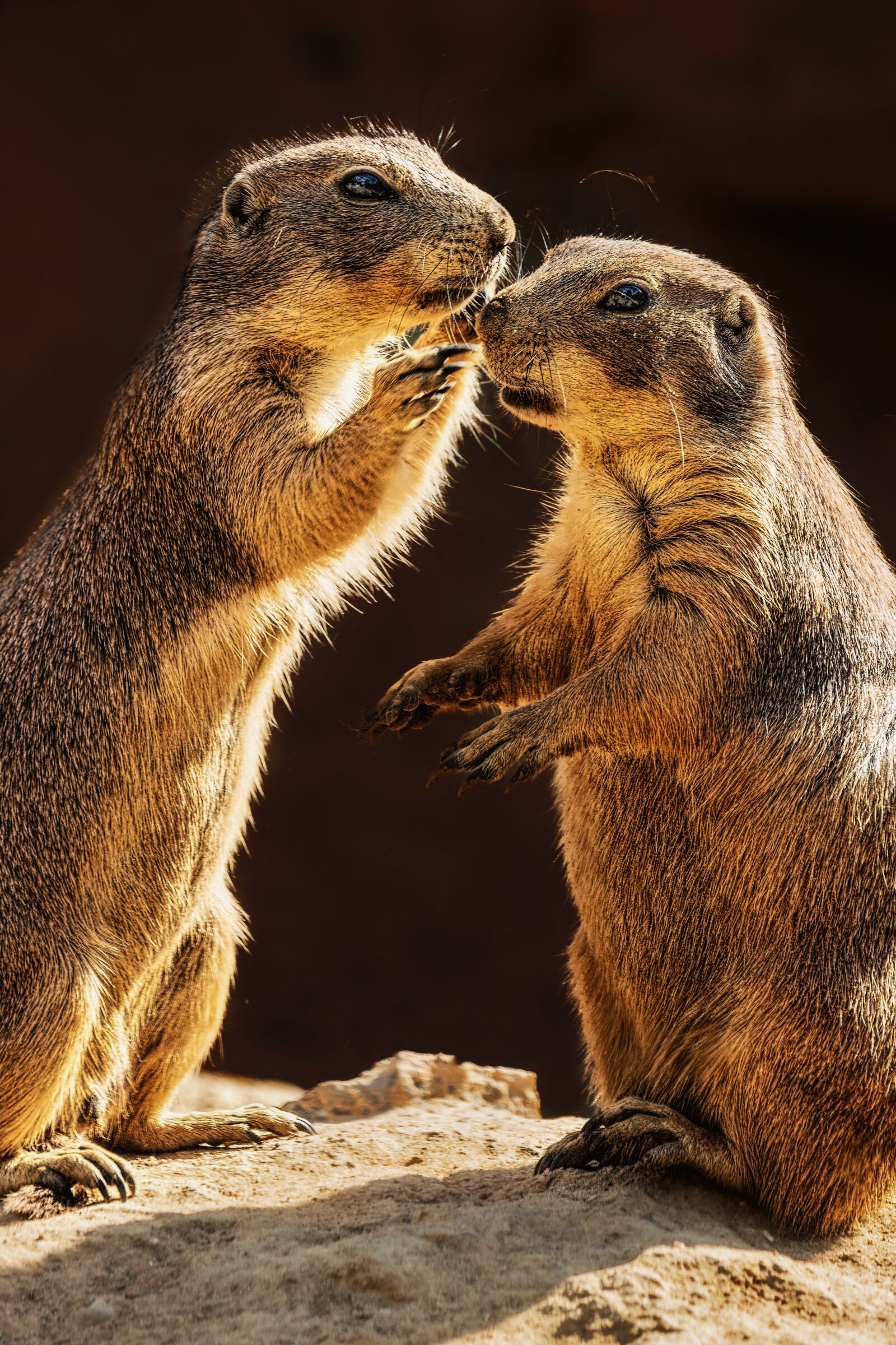 Canon EF-S 55-250mm F4-5.6 IS STM sample photo. Meerkat, whisper, animals photography