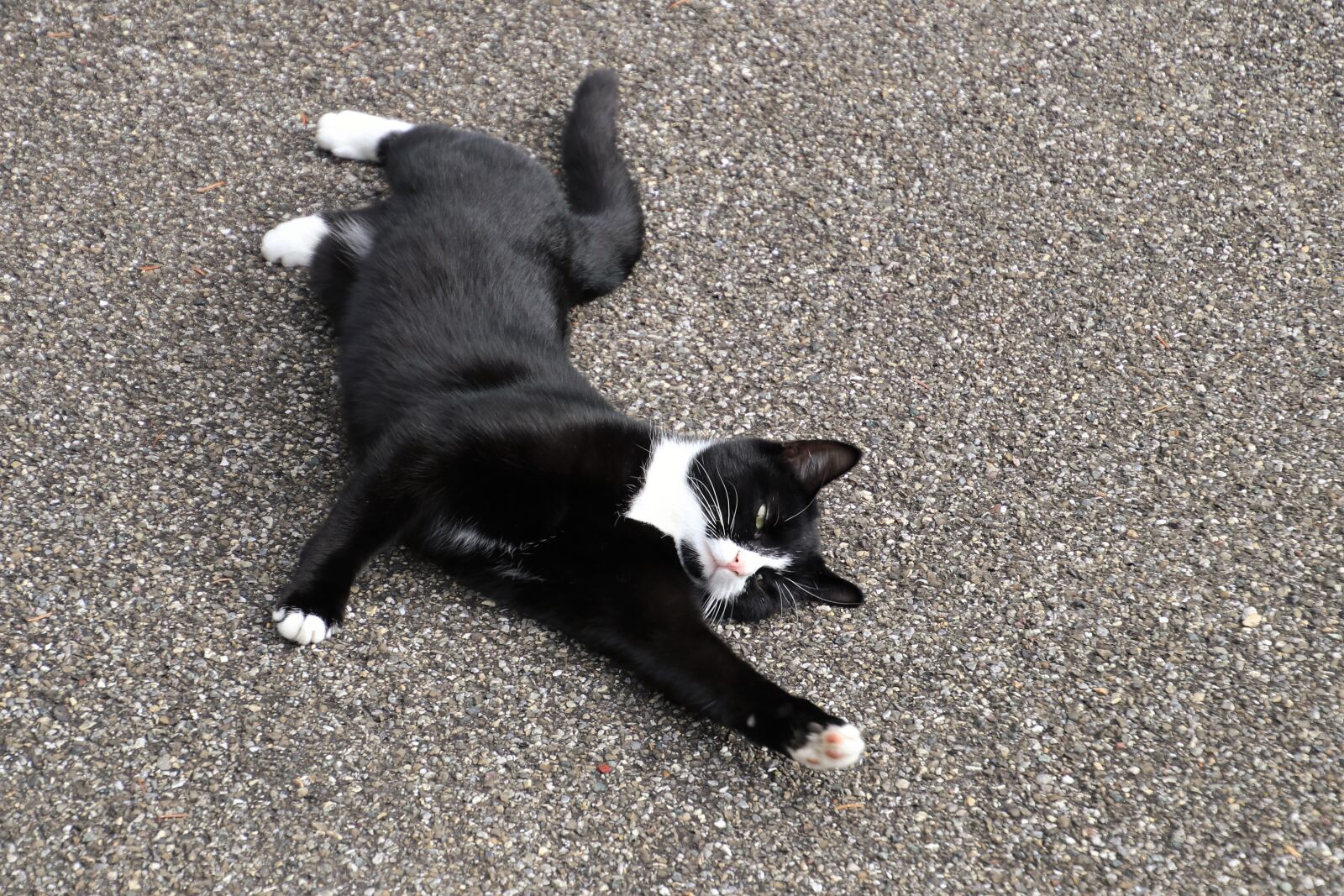 Canon EOS 80D sample photo. Black, cat, animal photography