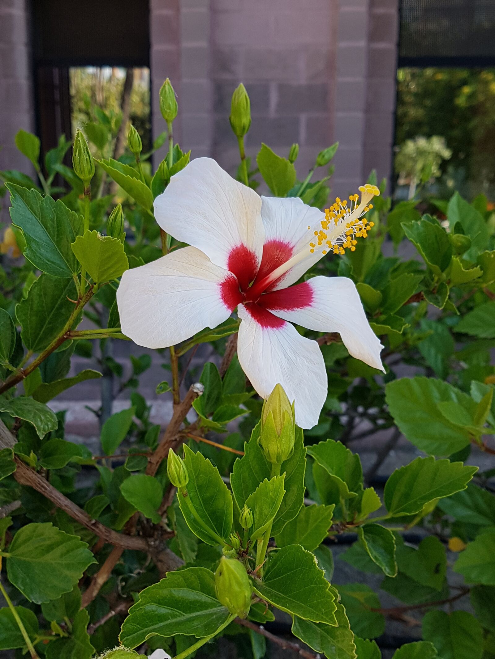 Samsung Galaxy S7 Edge sample photo. Flowers, flower, garden photography