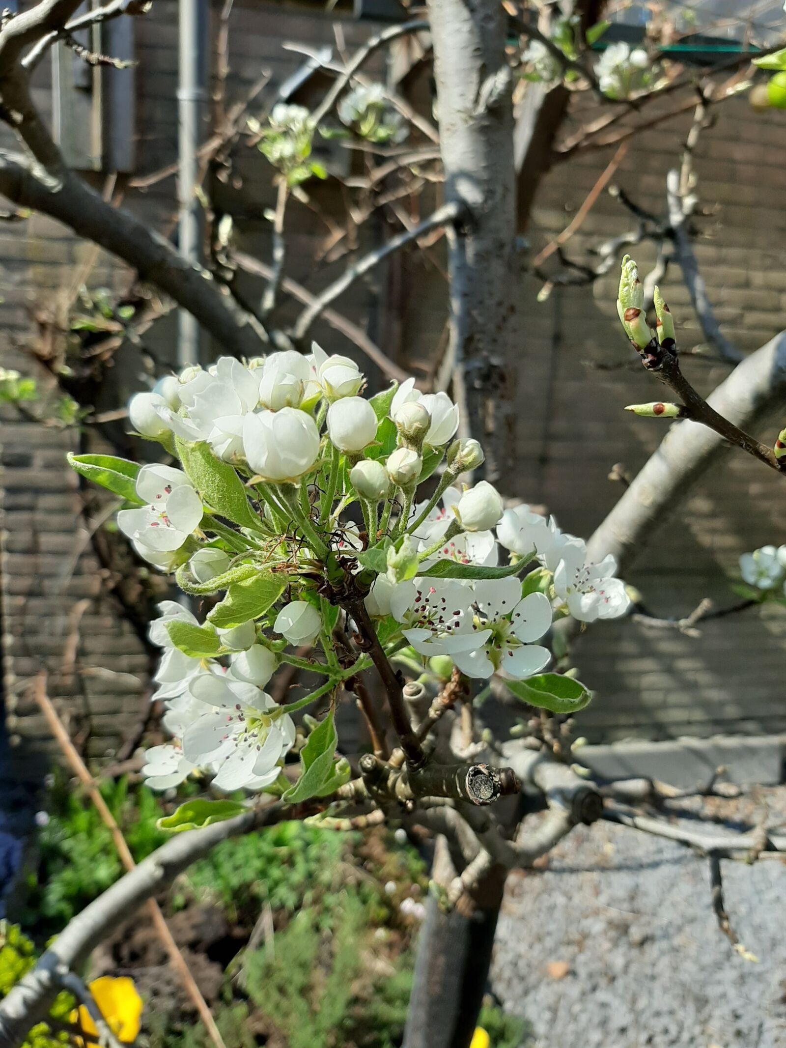 Samsung Galaxy A50 sample photo. Pear, blossoming, tree photography