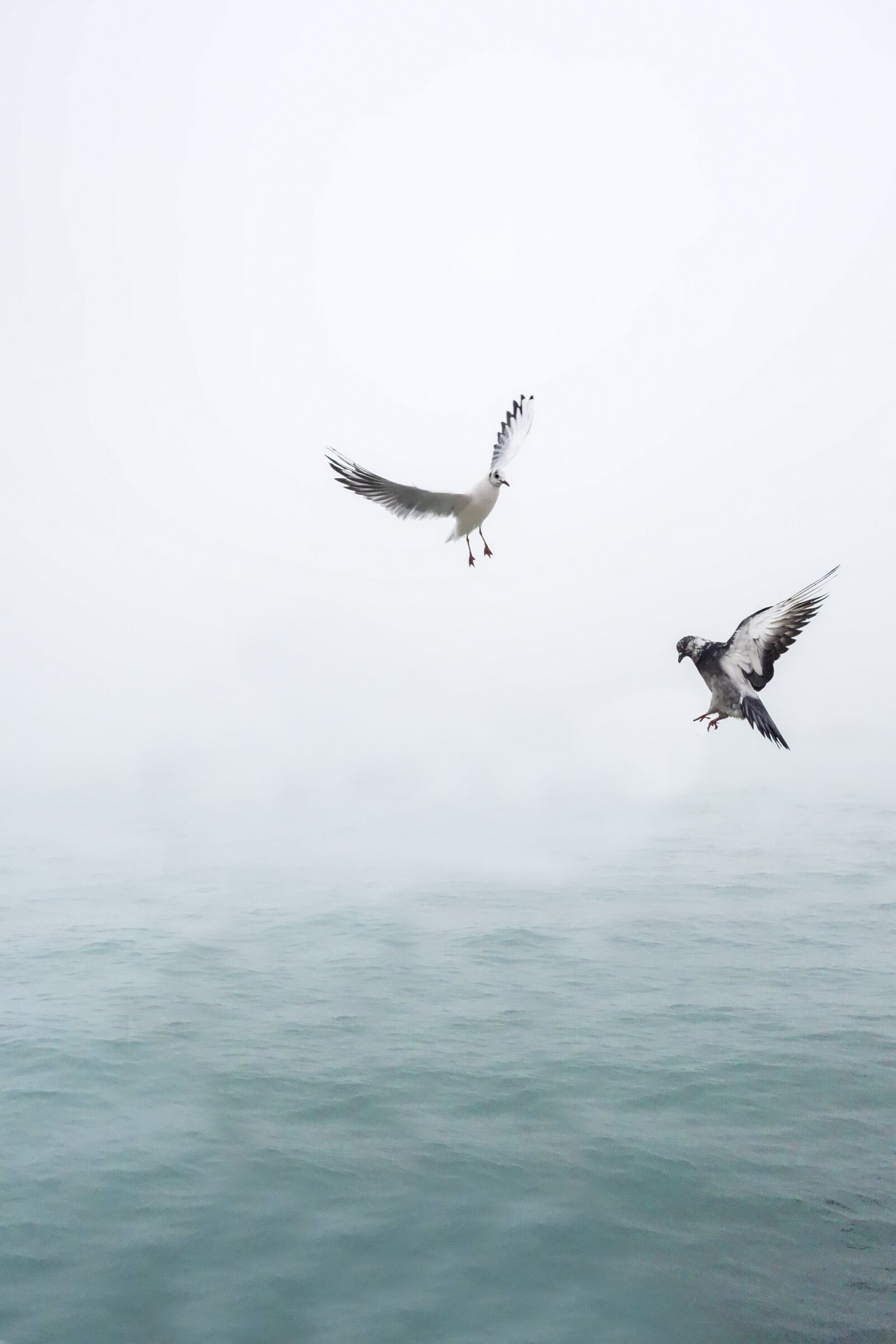 Sony Cyber-shot DSC-RX100 sample photo. Seagull, dove, wing photography
