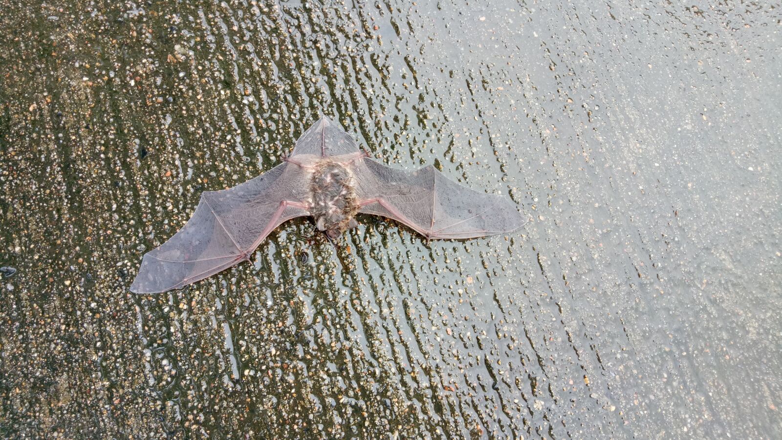 OPPO A1601 sample photo. Bat, nature, animal photography