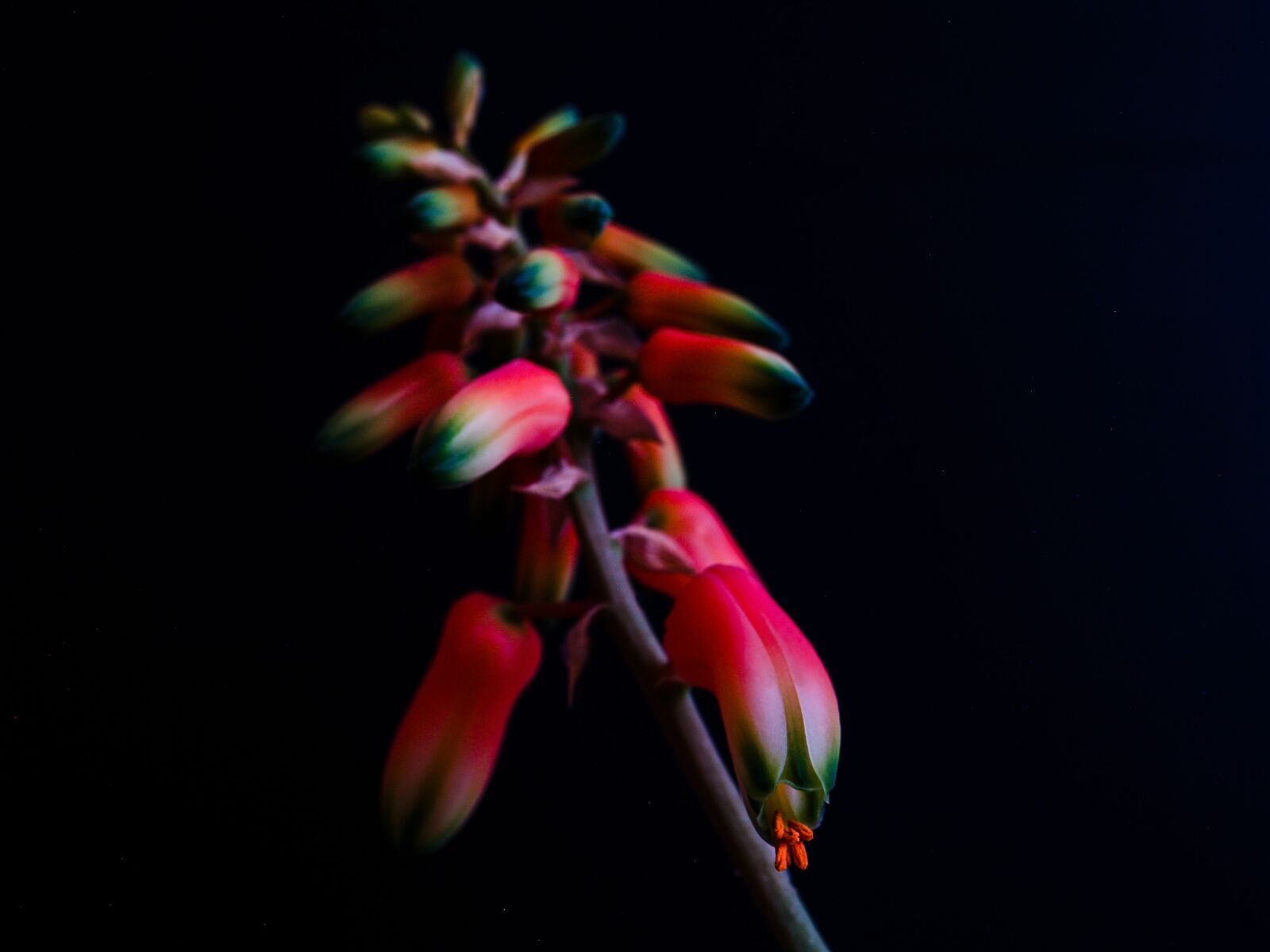 Olympus E-500 (EVOLT E-500) sample photo. Flower, flowering, sukulent photography