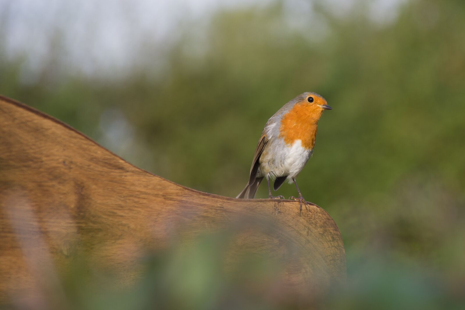 Pentax K-70 sample photo. Robin, bird, songbird photography