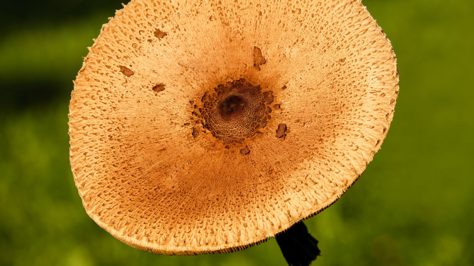 Fujifilm X-T10 sample photo. Parasol, screen fungus, mushroom photography