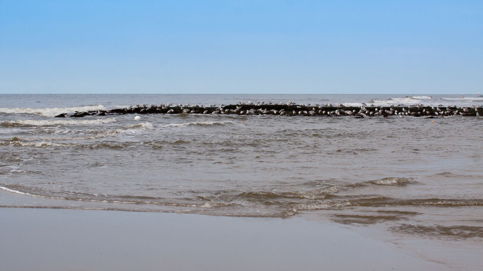Canon EOS 50D sample photo. Sea, gulls, water photography