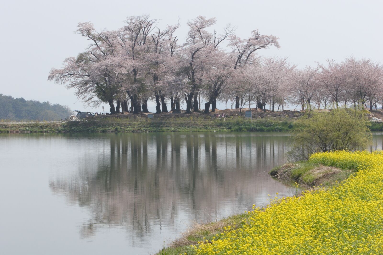 Canon EOS 20D sample photo. South sea, cherry flowers photography