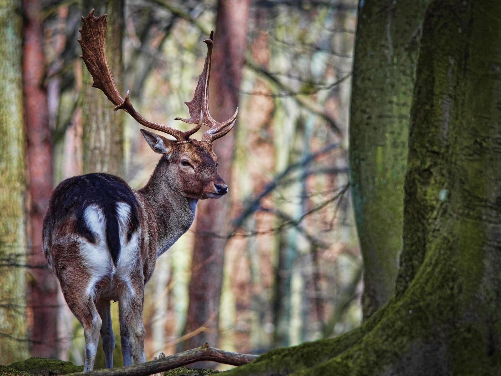Sony SLT-A58 sample photo. Zoo, cervidae, nature photography