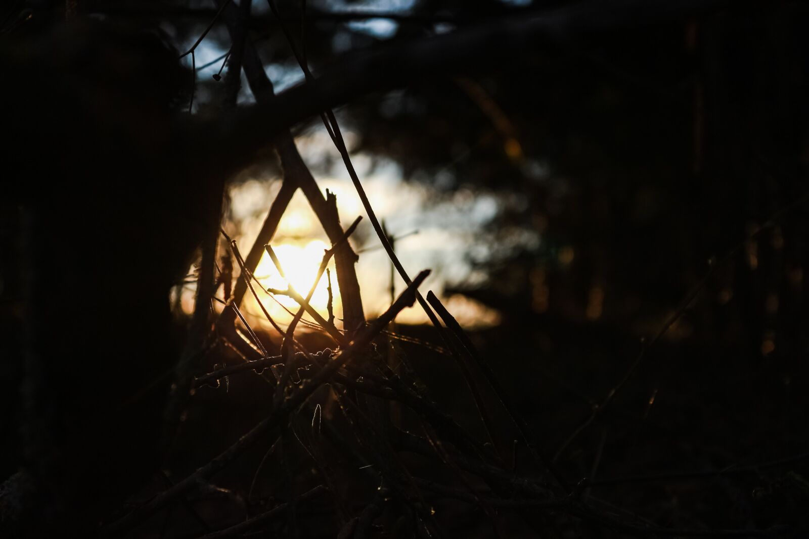 Canon EOS 700D (EOS Rebel T5i / EOS Kiss X7i) + Canon EF-S 18-55mm F3.5-5.6 III sample photo. Sun, forest, nature photography