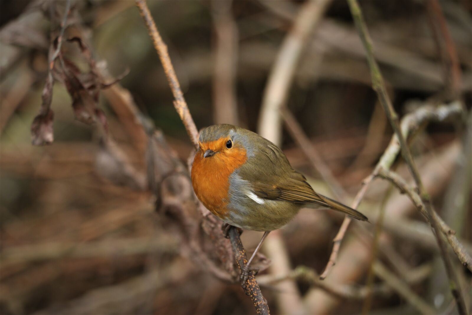 Canon EOS 7D Mark II sample photo. Robin, bird, red photography