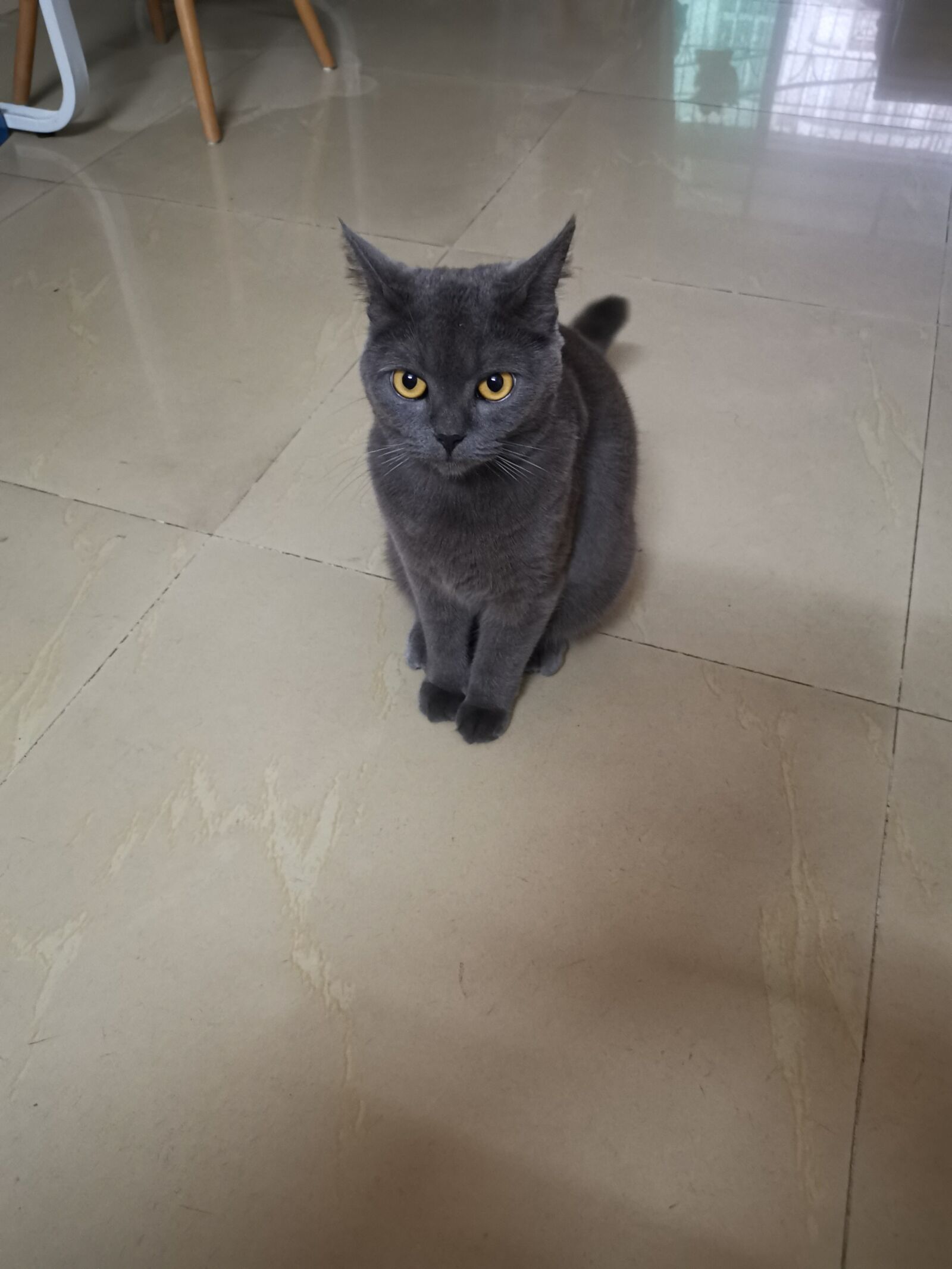 HUAWEI Mate 20 Pro sample photo. Cat, blue cat, british photography