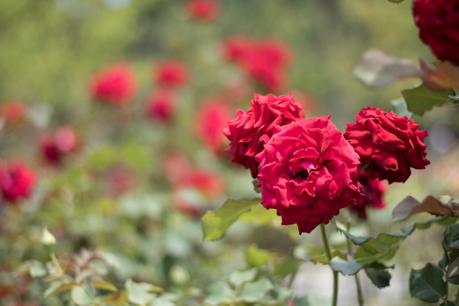 Canon EOS 750D (EOS Rebel T6i / EOS Kiss X8i) sample photo. Flower, garden, rose photography
