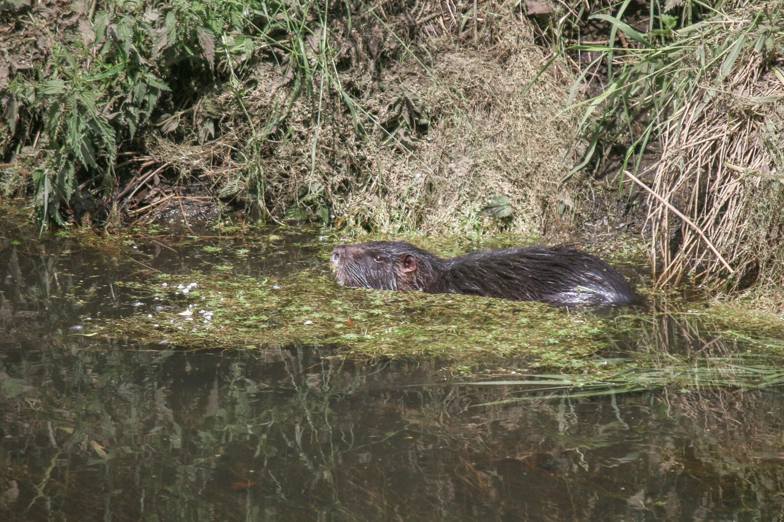Canon EF-S 55-250mm F4-5.6 IS sample photo. Nutria, bieber, moustache photography