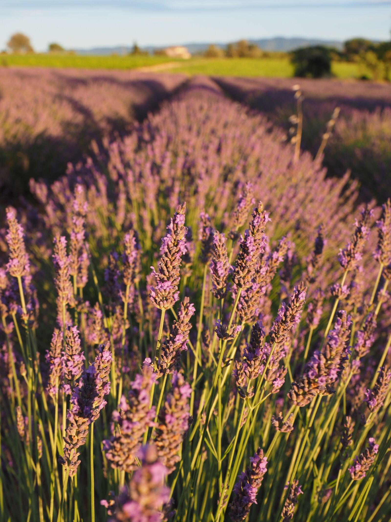 Olympus OM-D E-M1 + Olympus M.Zuiko Digital ED 12-40mm F2.8 Pro sample photo. Lavender field, lavender, evening photography