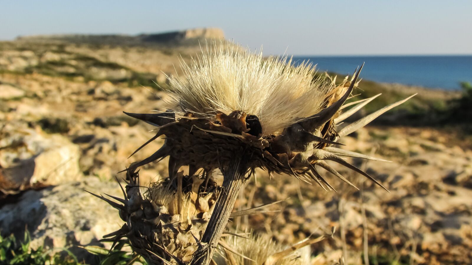 Canon PowerShot SX400 IS sample photo. Thorns, cyprus, cavo greko photography
