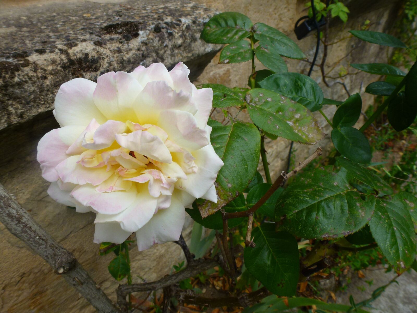 Panasonic Lumix DMC-ZS10 (Lumix DMC-TZ20 / Lumix DMC-TZ22) sample photo. Pink, white, flower photography