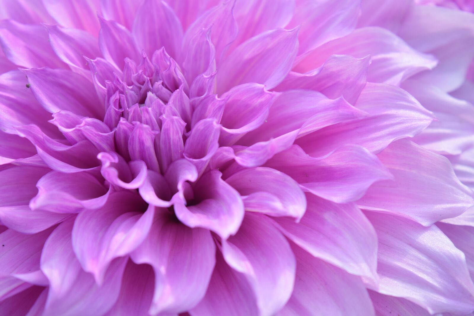 Nikon D5300 sample photo. Flower, color, nature photography