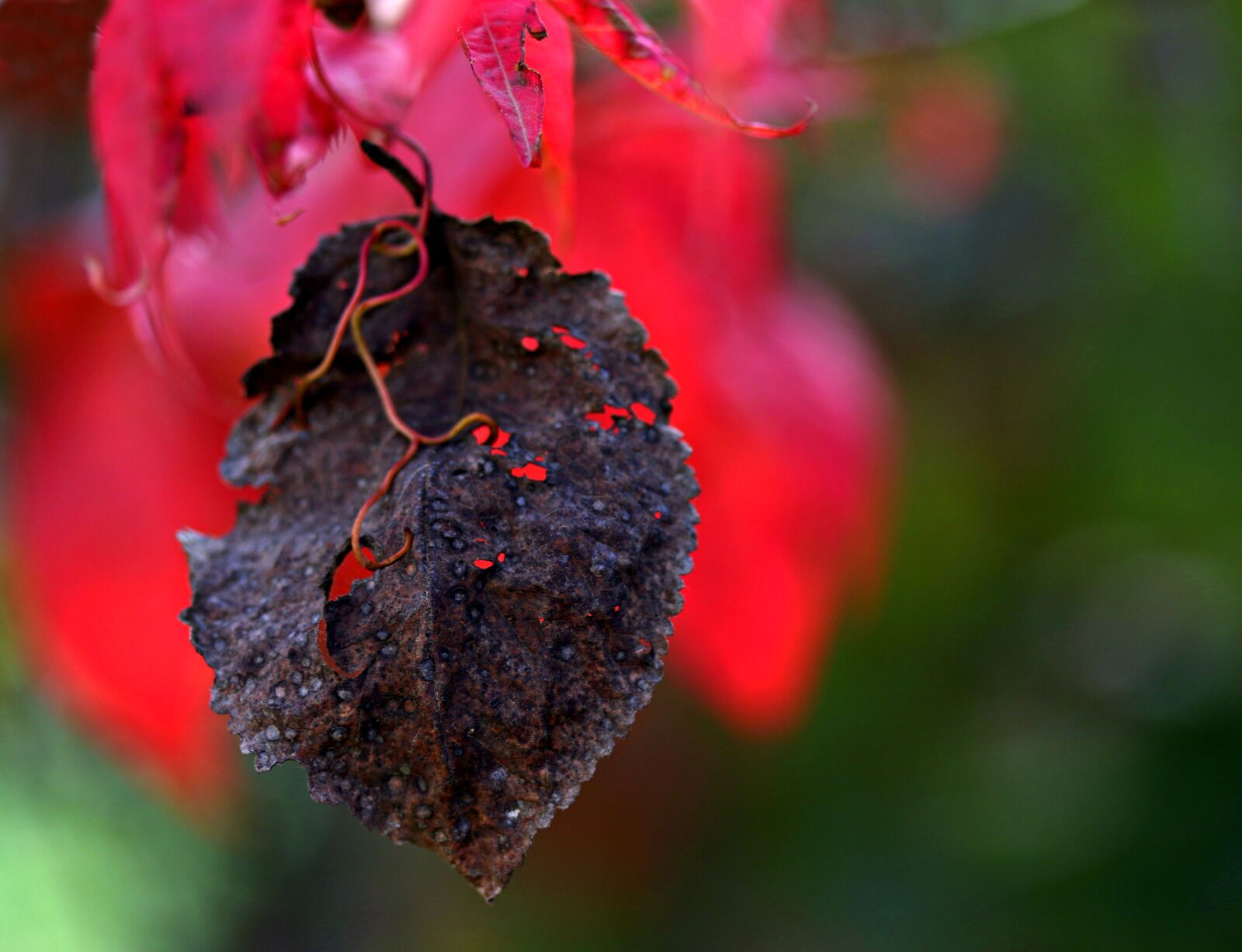 Canon EF-S 60mm F2.8 Macro USM sample photo. Leaves, red, autumn photography