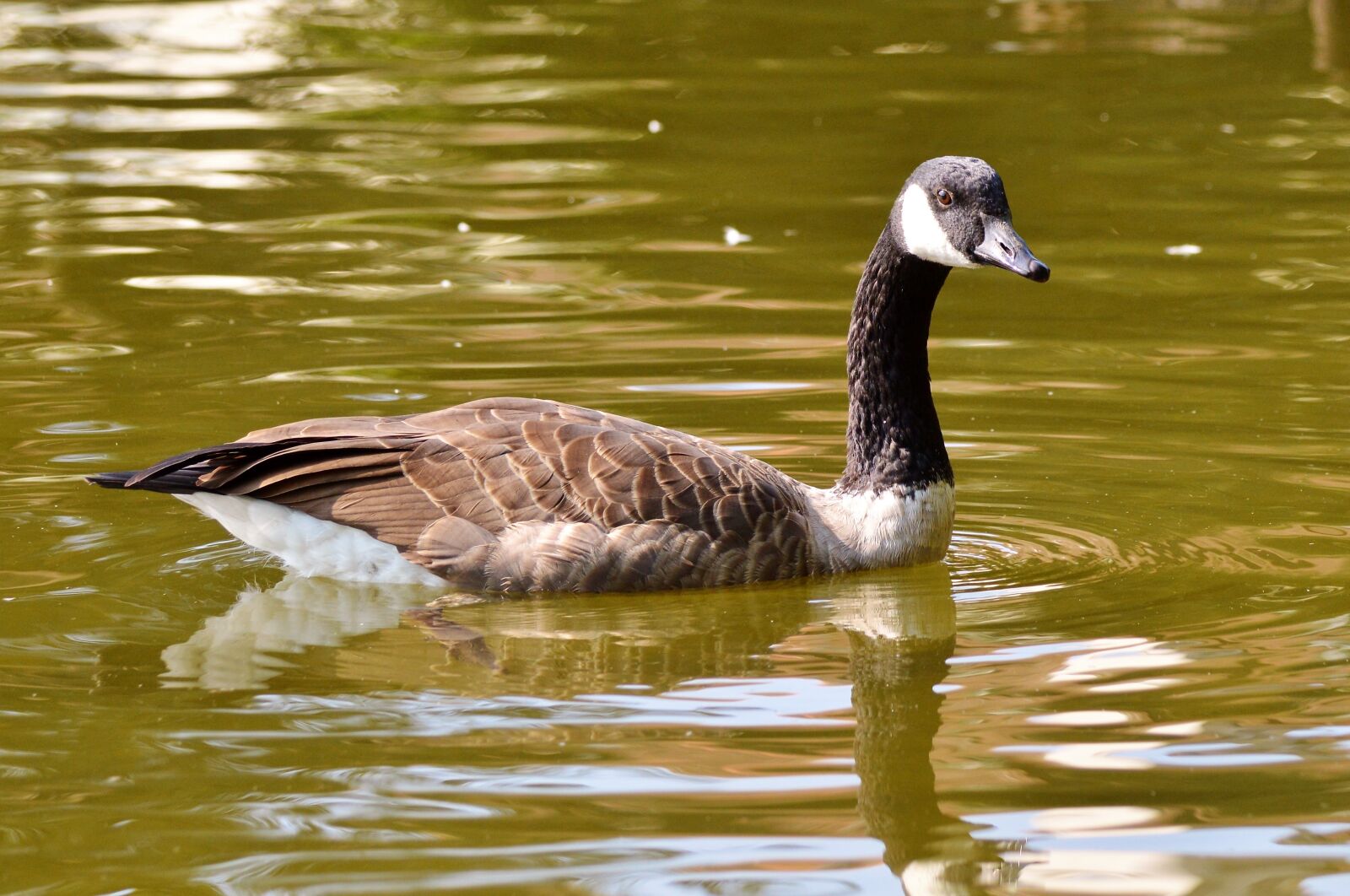 Nikon D3200 sample photo. Wild goose, goose, water photography