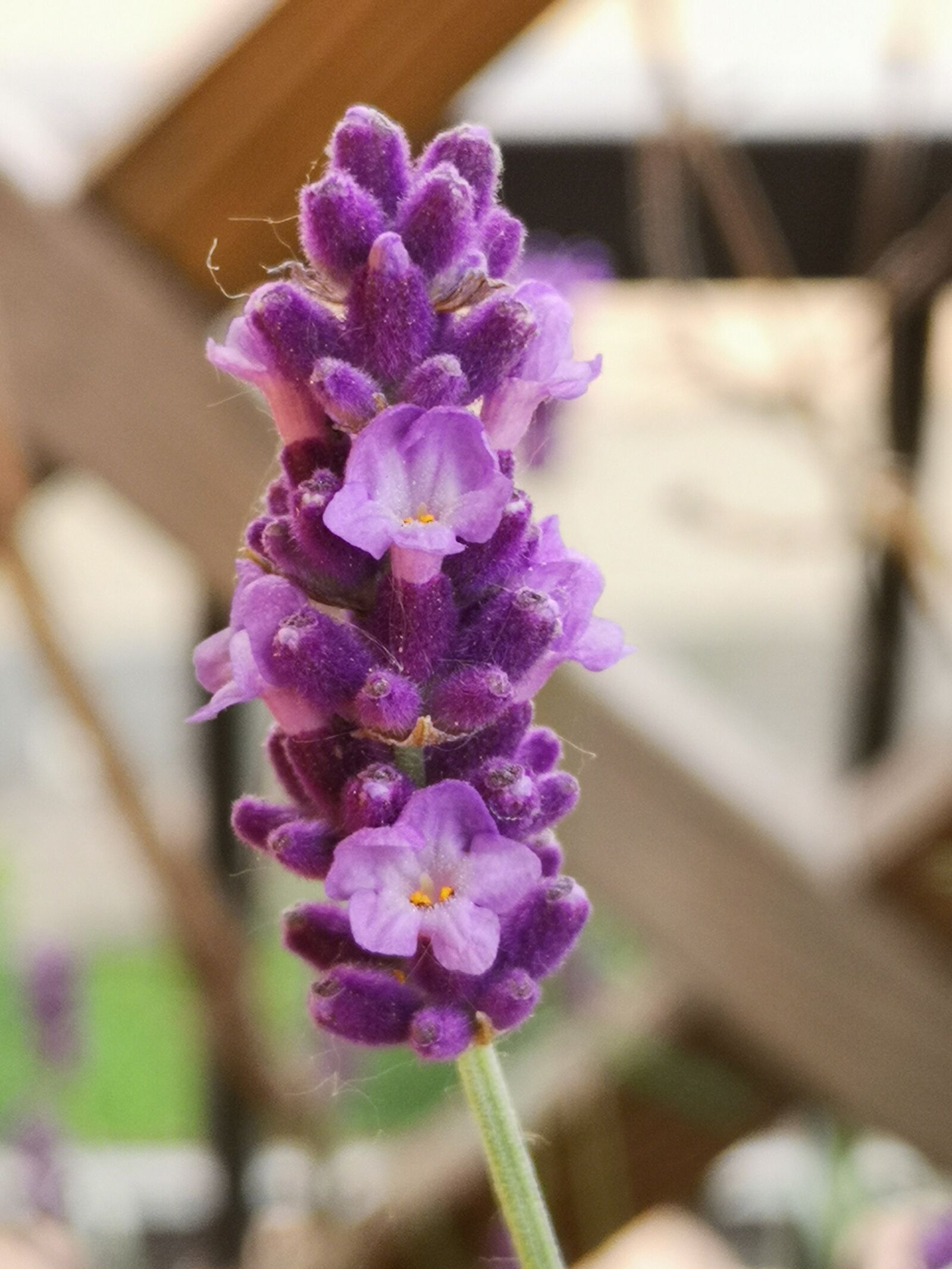 HUAWEI P20 sample photo. Lavender, violet, perfume photography