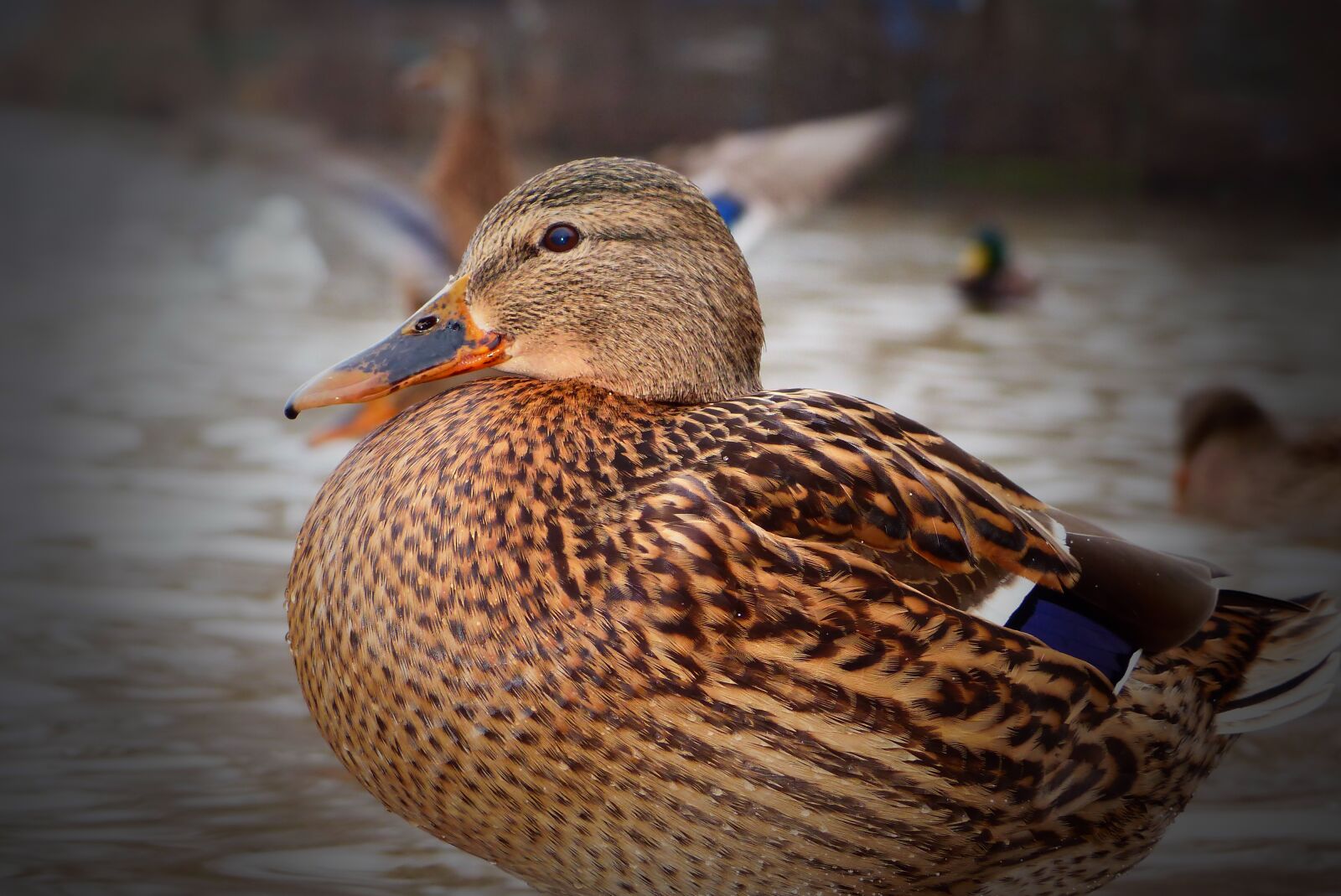 Panasonic Lumix DMC-FZ200 sample photo. Mallard duck, female, thick photography
