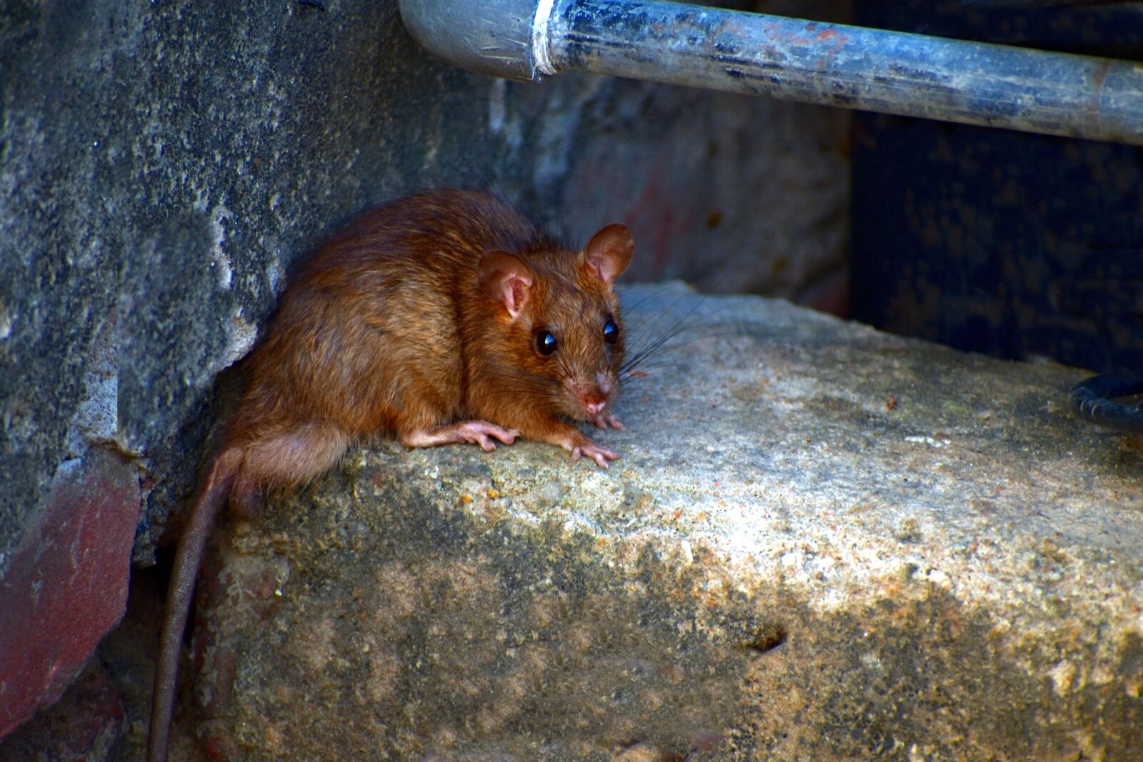 Nikon D5600 sample photo. Field mouse, mus booduga photography