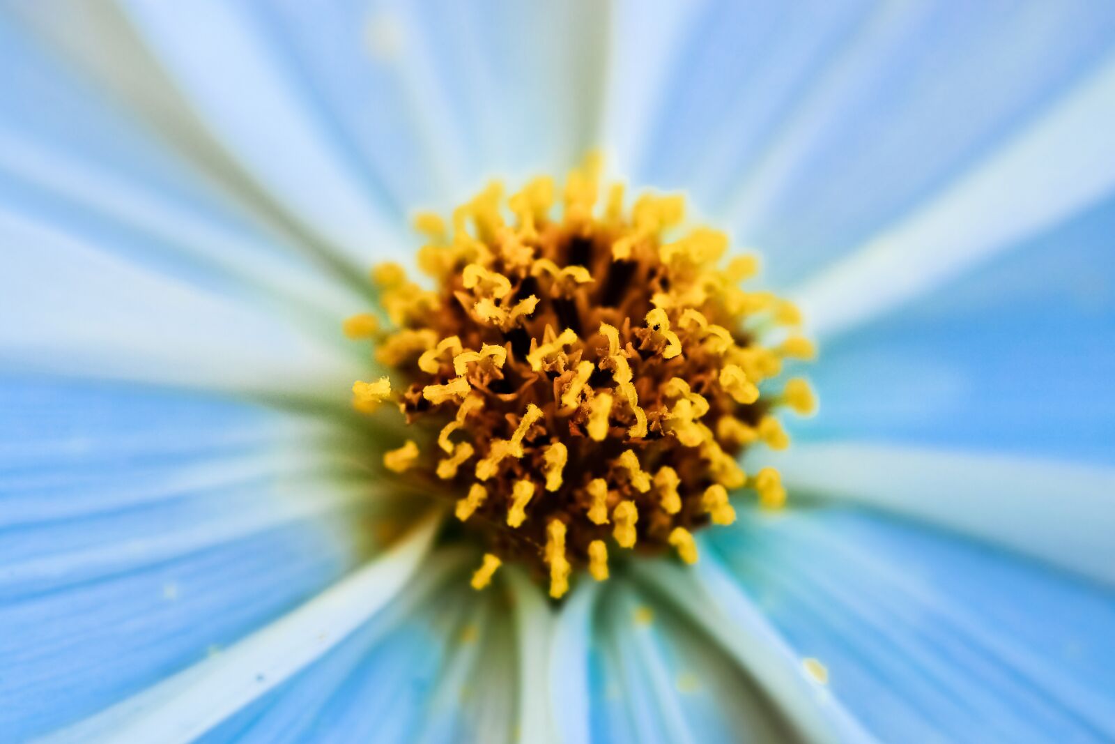 Olympus OM-D E-M10 sample photo. Gerbera, pistil, flower photography