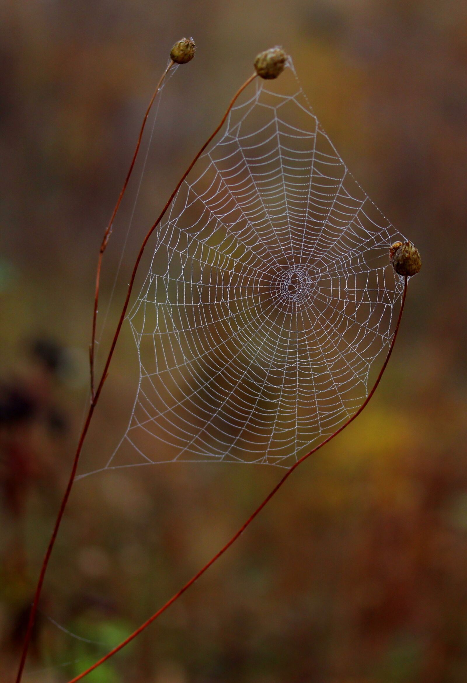 Canon EF-S 60mm F2.8 Macro USM sample photo. Spider web, wet, hooked photography