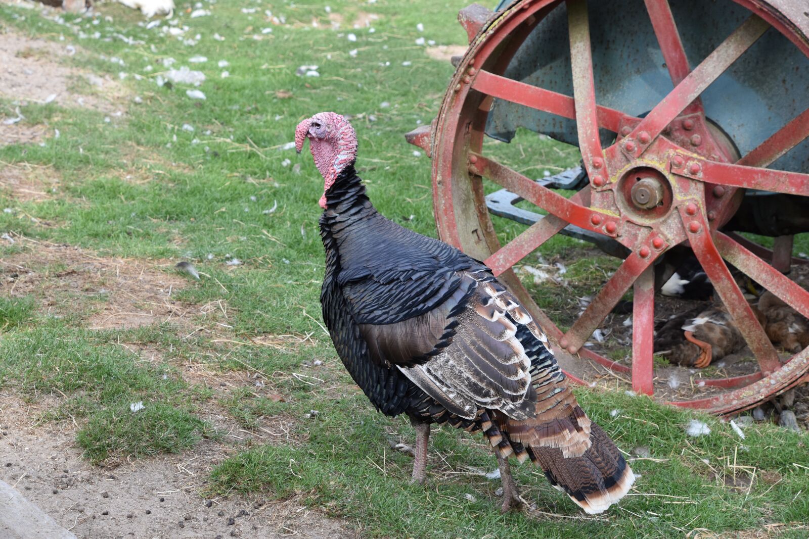 Nikon D5600 sample photo. Turkey, farm, bird photography