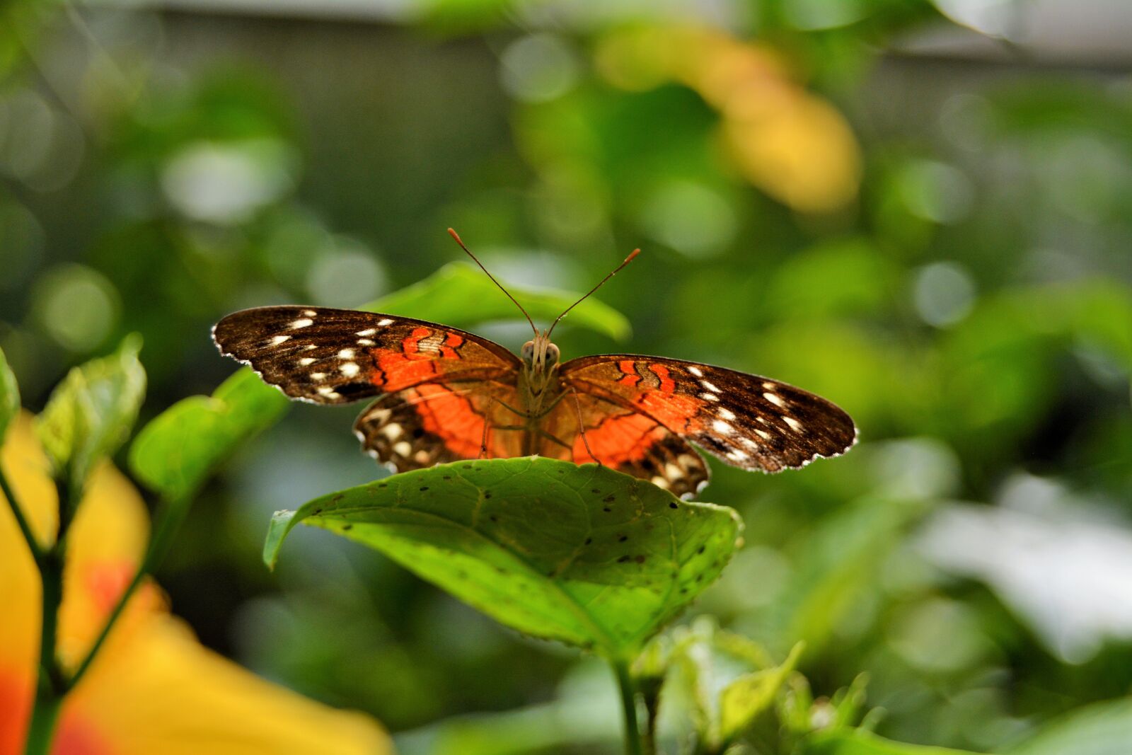 Nikon D5200 sample photo. Butterfly, nature, fauna photography