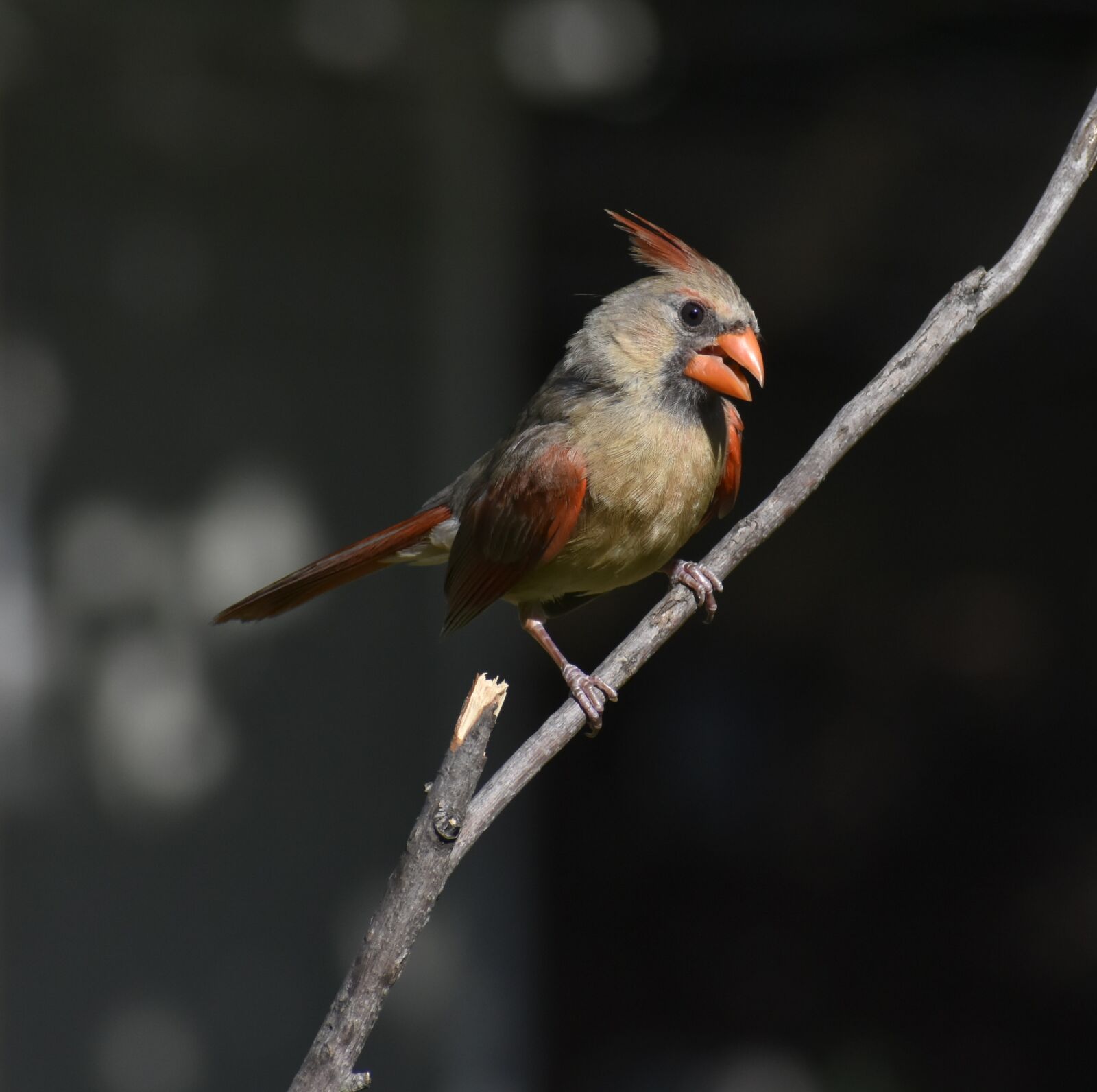 Nikon D7200 sample photo. Bird, wildlife, nature photography