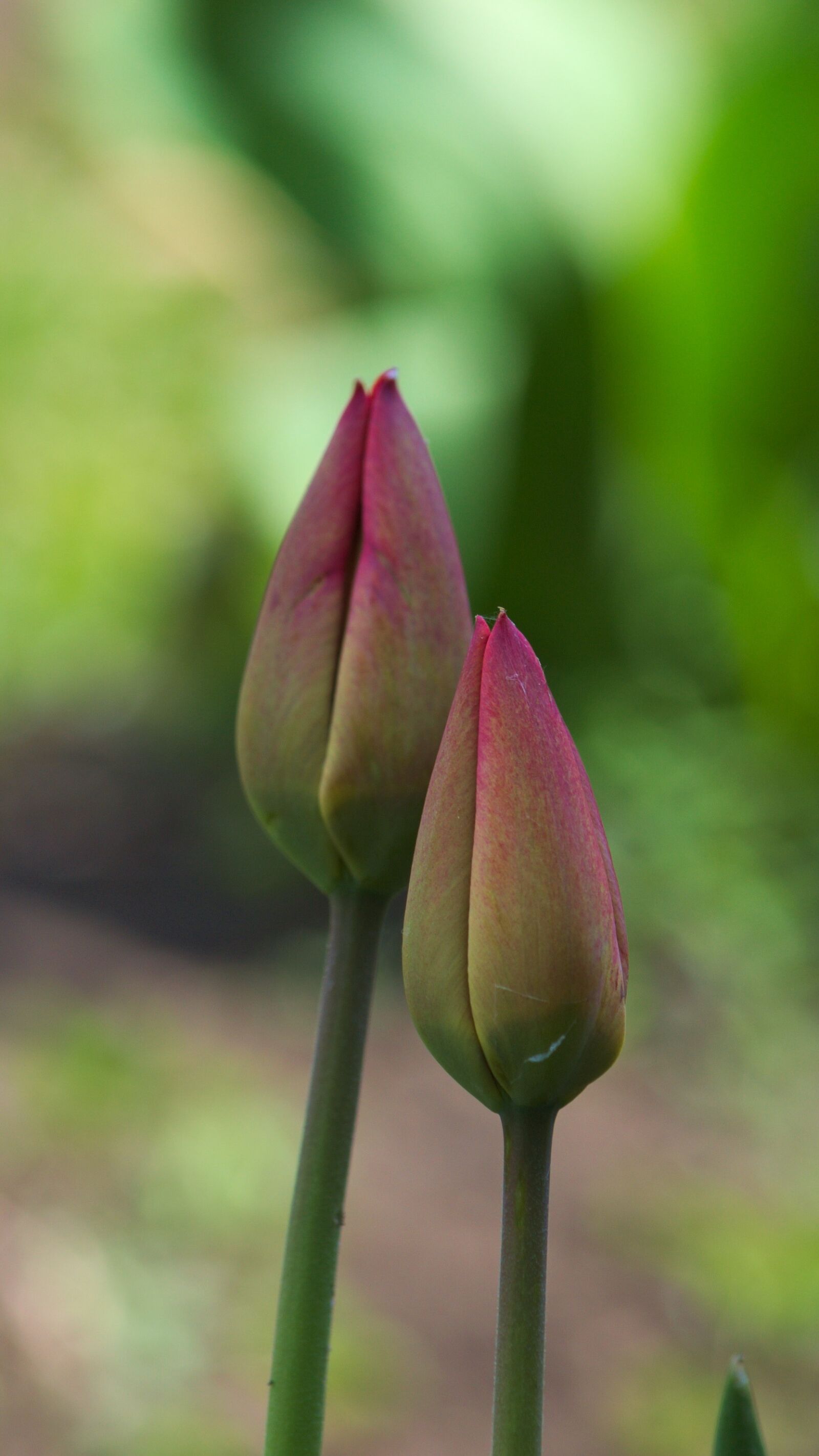 Nikon D3100 sample photo. Bud, flowers, nature photography