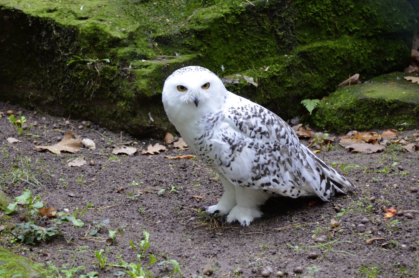 Nikon D5100 sample photo. Snowy owl, owl, white photography