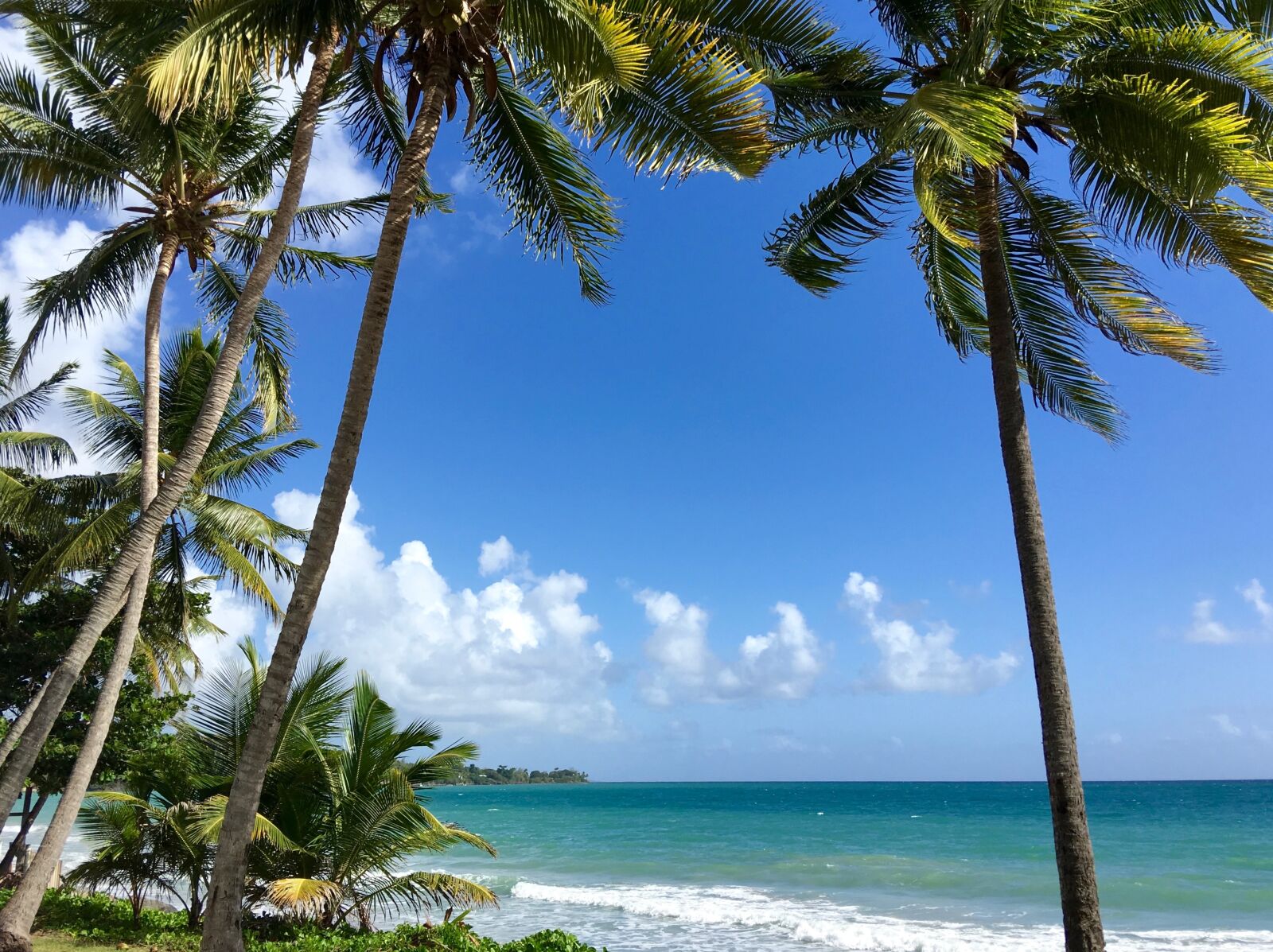 Apple iPhone 6s Plus sample photo. Martinique, coconut trees, caribbean photography