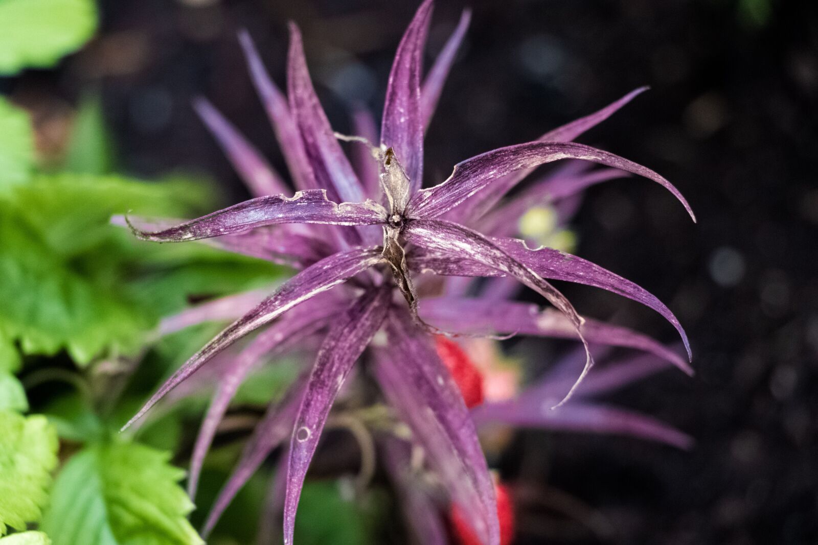 Canon EOS 80D sample photo. Flower, colors, plant photography