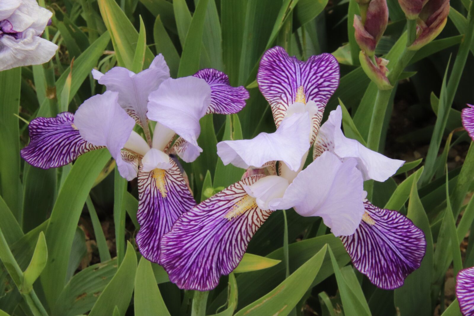 Canon EOS 800D (EOS Rebel T7i / EOS Kiss X9i) sample photo. Iris, violet, white photography