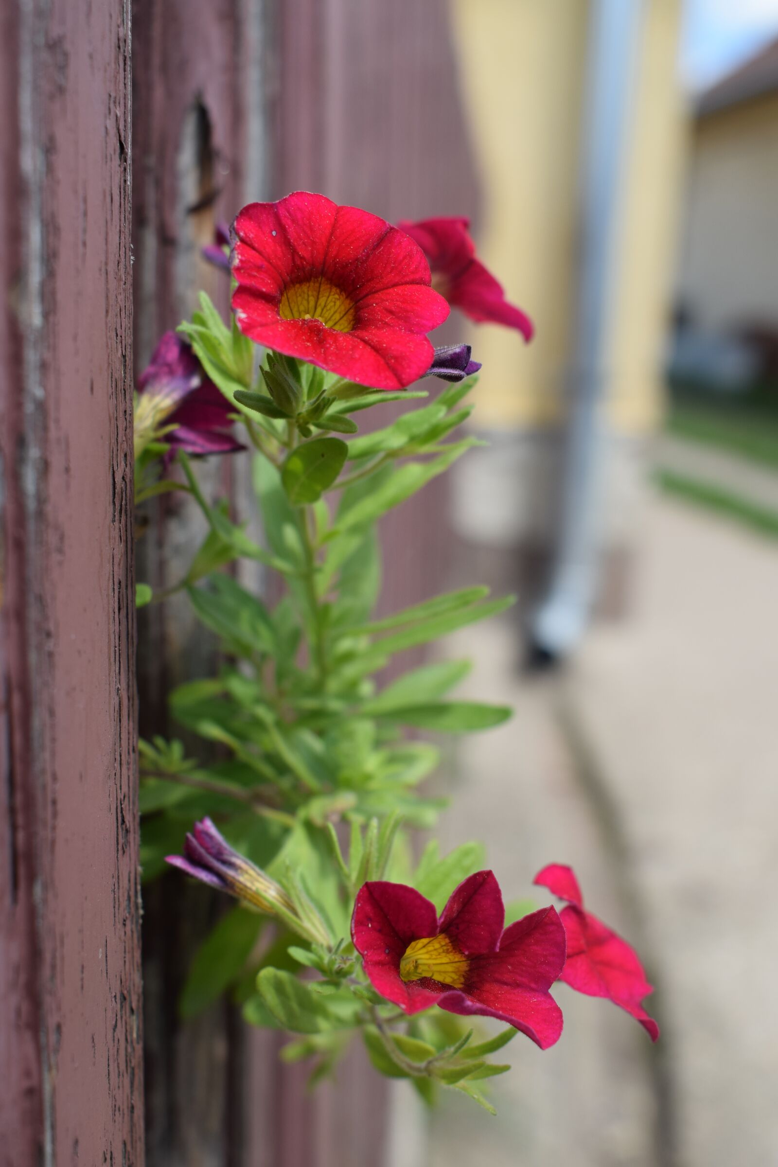 Nikon D5300 sample photo. Flower, summer, beauty photography