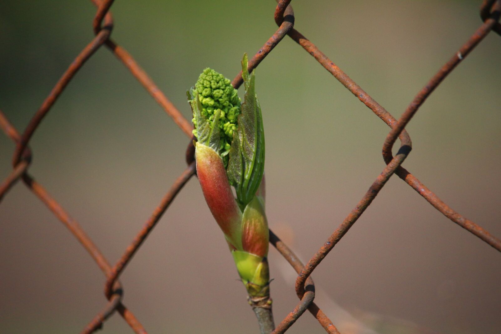 Canon EOS 100D (EOS Rebel SL1 / EOS Kiss X7) sample photo. Grid, wire mesh, blattknopse photography