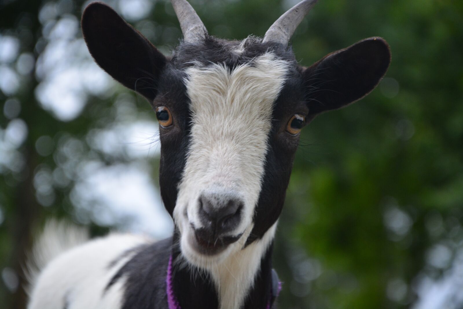 Nikon D5200 sample photo. Goat, head, face photography