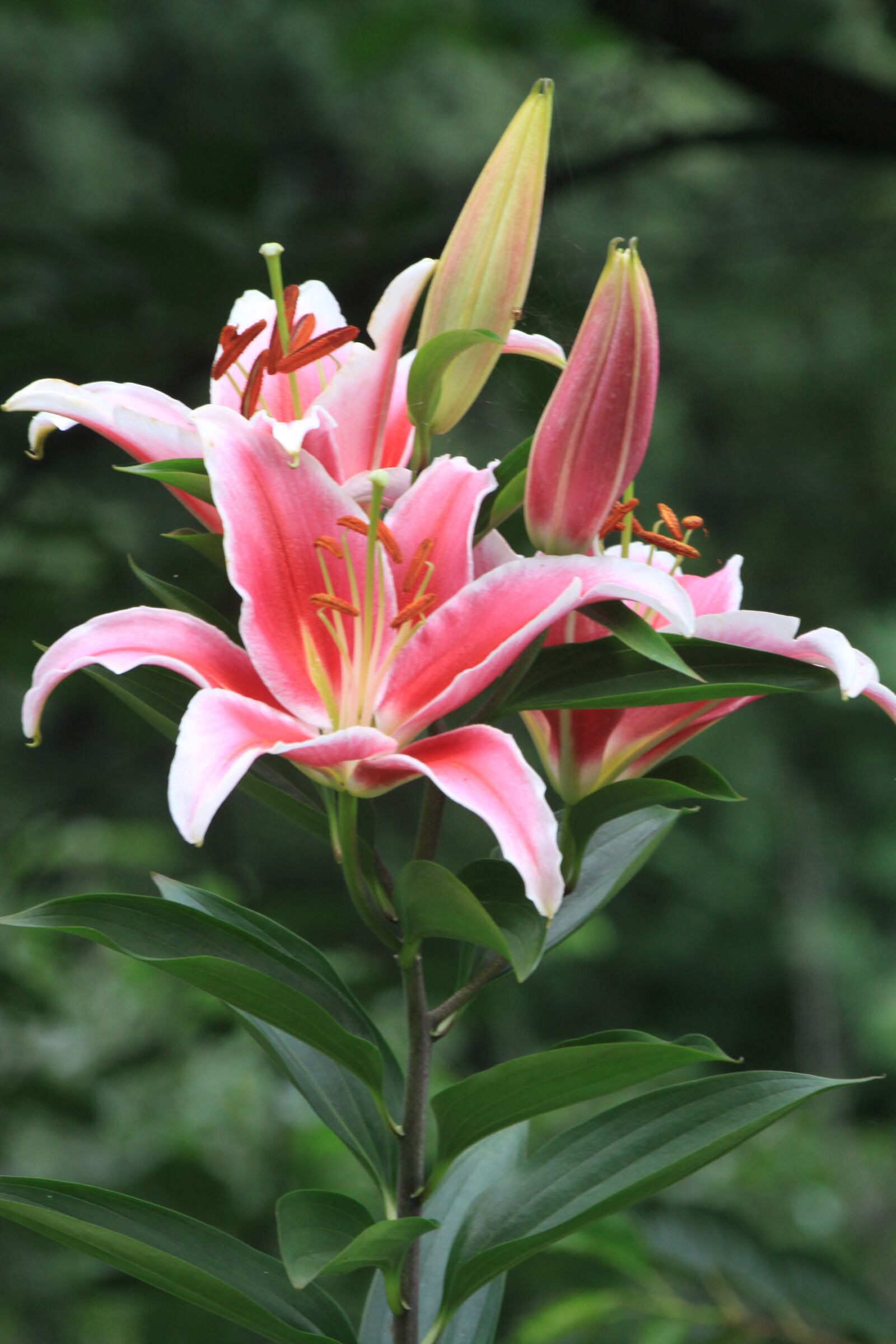 Canon EOS 50D sample photo. Lily, pink lilies, lily photography