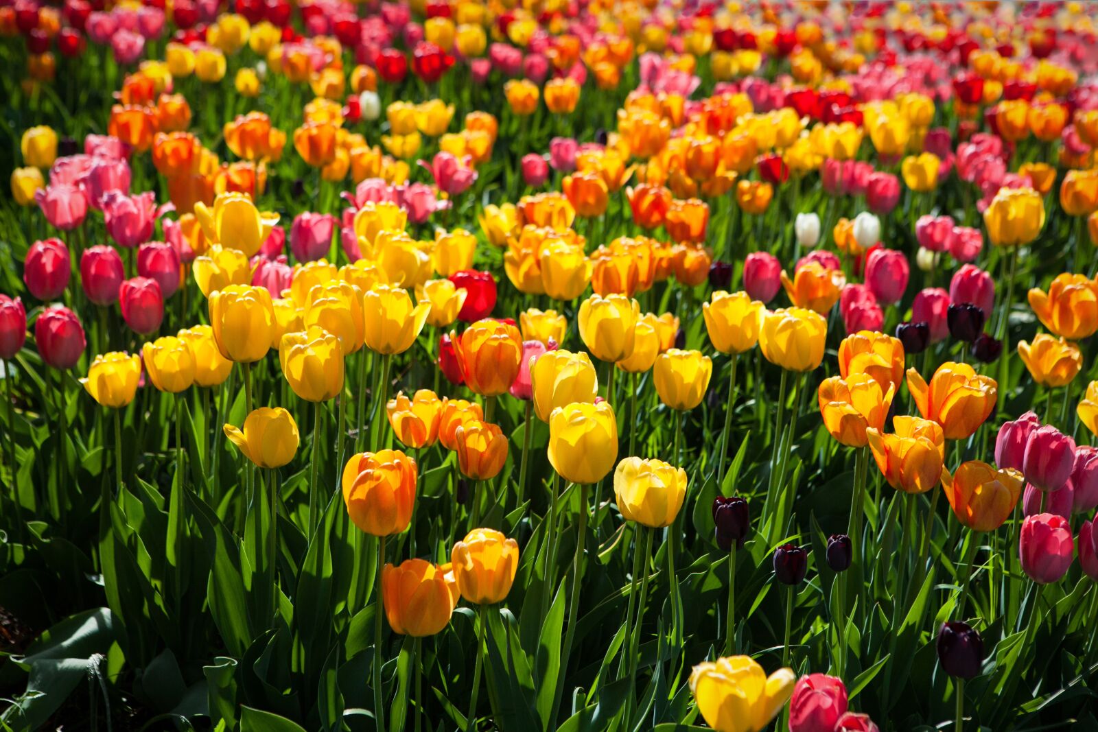 Canon EOS 5D Mark II + Canon EF 24-70mm F2.8L USM sample photo. Tulips, colorful, flower photography
