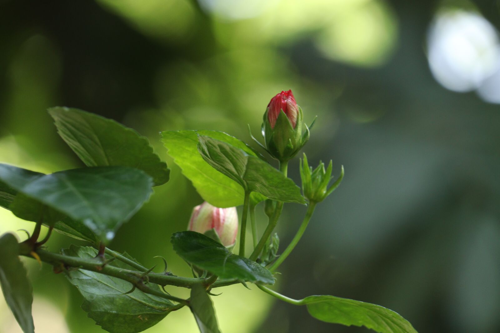 Canon EOS 250D (EOS Rebel SL3 / EOS Kiss X10 / EOS 200D II) sample photo. Green, leaf, flower photography