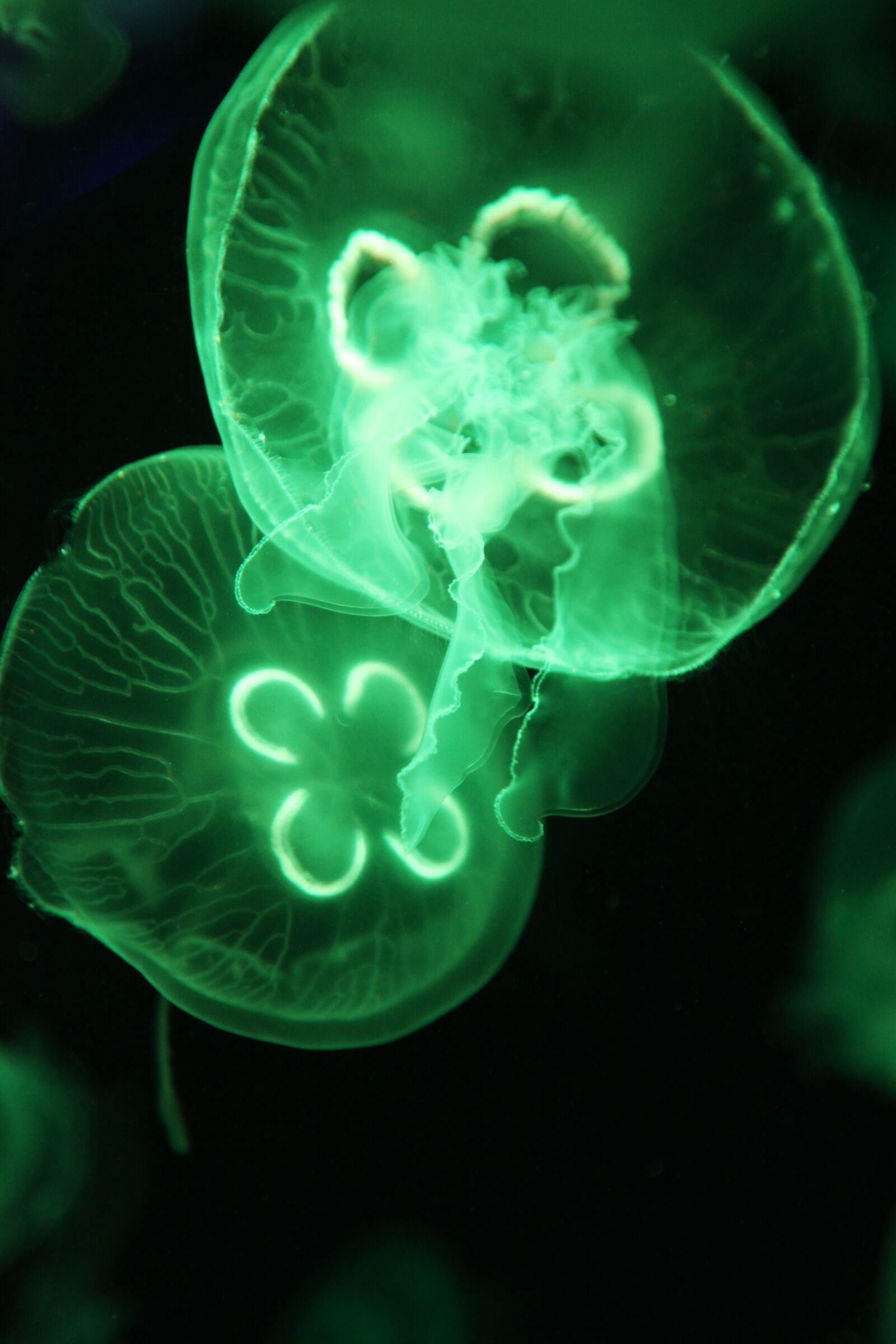 Canon EOS 5D Mark II sample photo. Green, jellyfish, aquarium photography