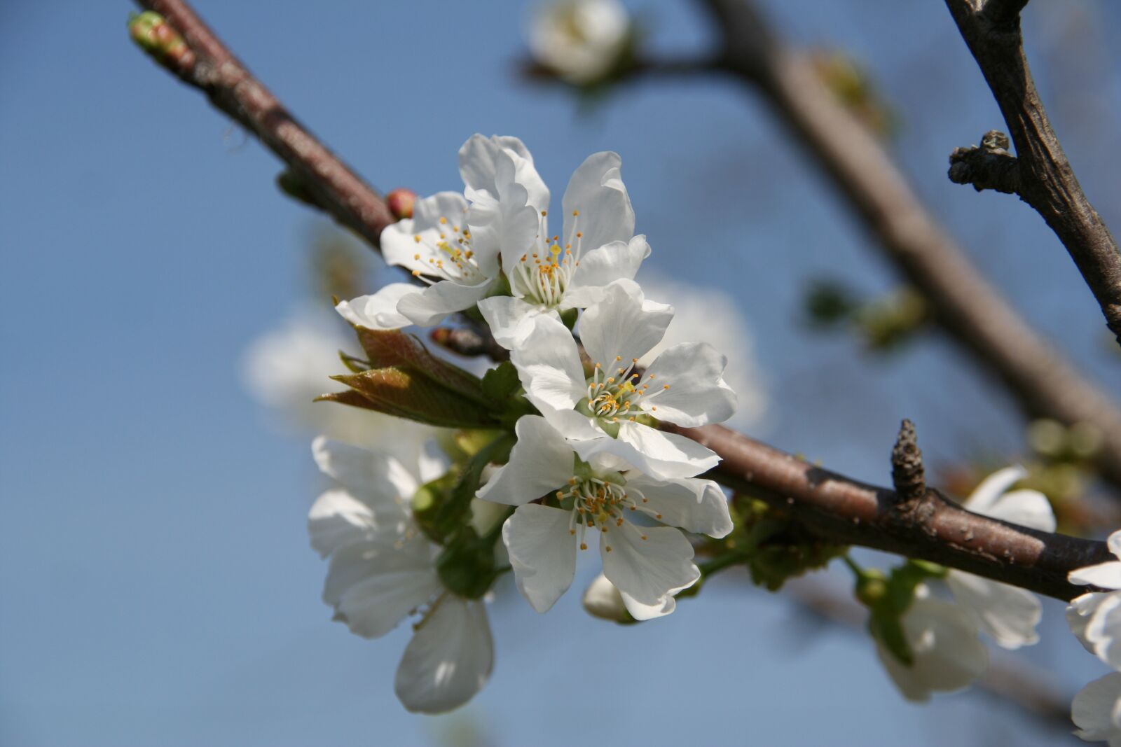Canon EOS 350D (EOS Digital Rebel XT / EOS Kiss Digital N) sample photo. Apple flower, spring, nature photography