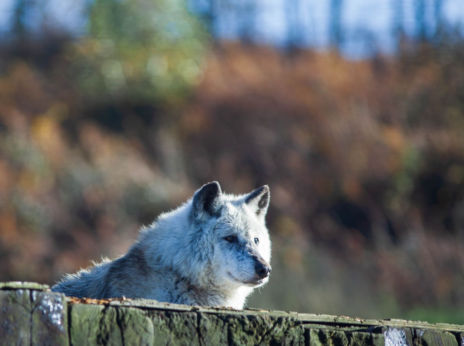 Canon EOS 5D Mark II + Canon EF 300mm F4L IS USM sample photo. Canadian timber wolf, wolf photography