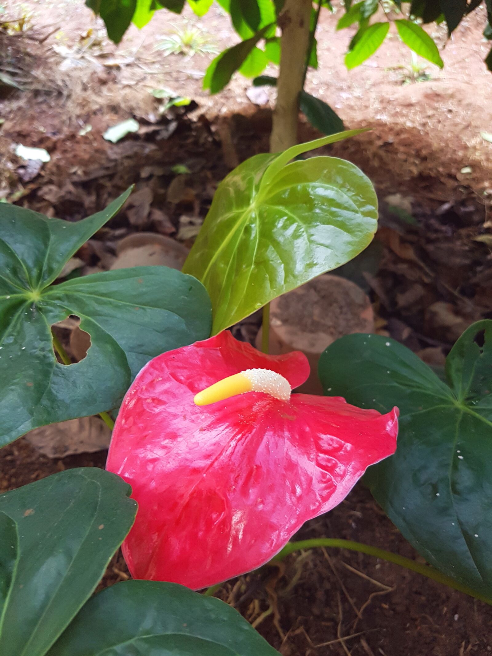 Samsung Galaxy S7 sample photo. Anthurium, plants, tropical photography