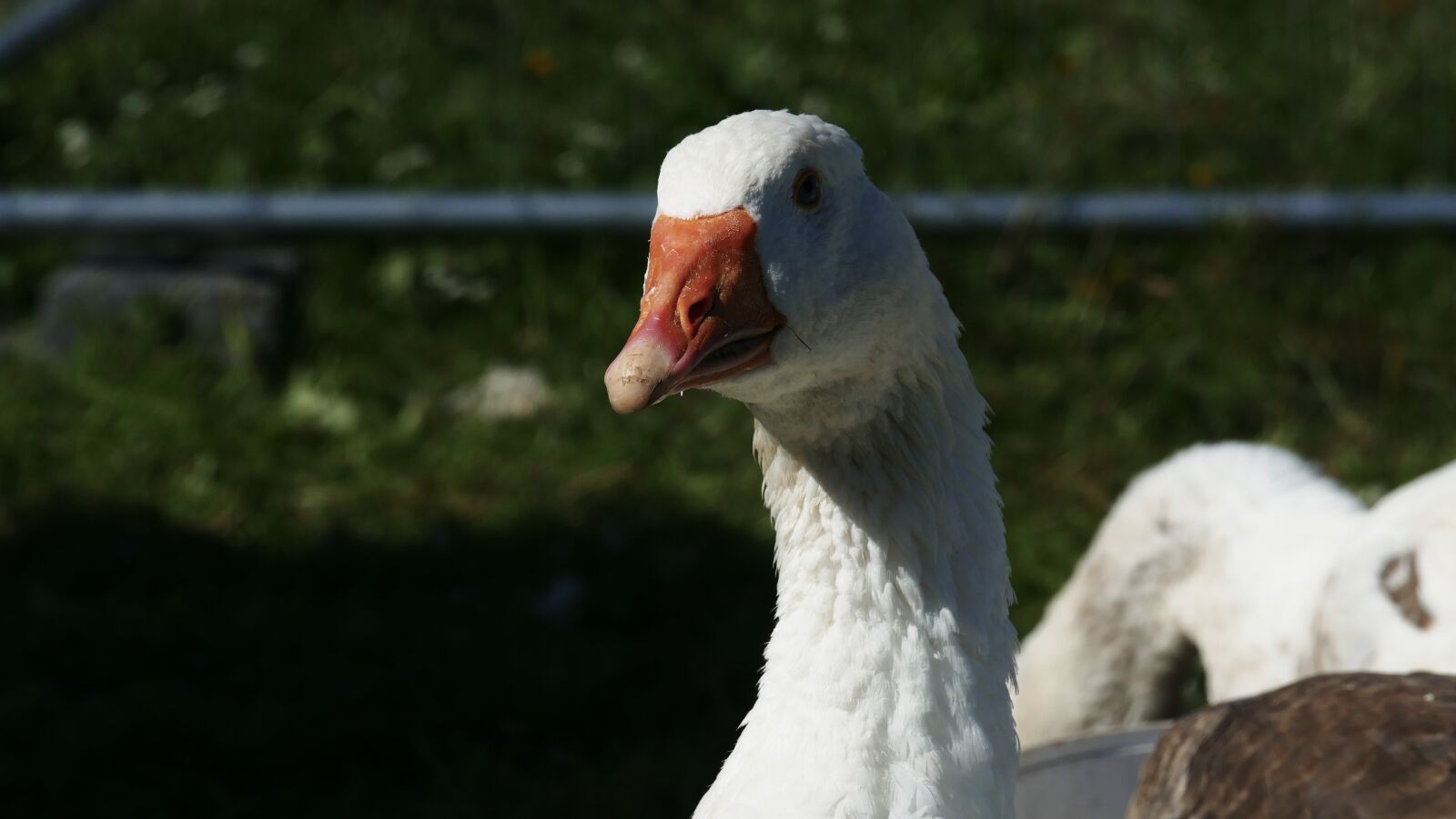 Panasonic Lumix DMC-FZ1000 sample photo. Goose, feathers, poultry photography