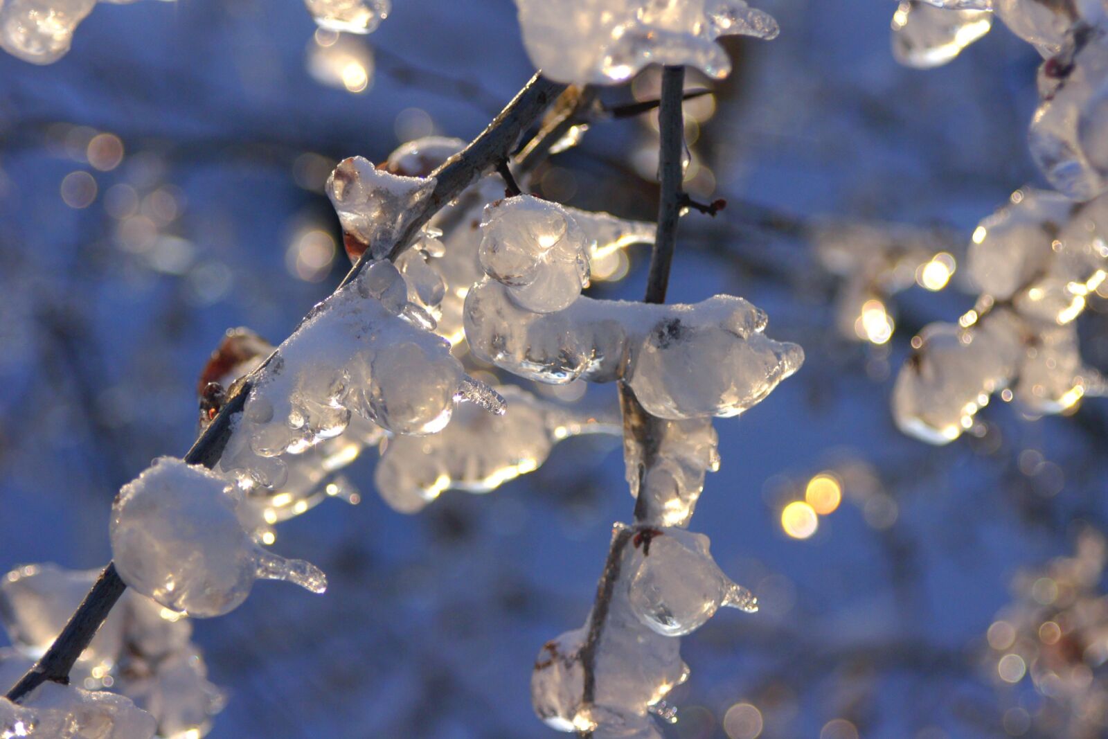Sony Alpha DSLR-A500 sample photo. Winter, ice, snow photography