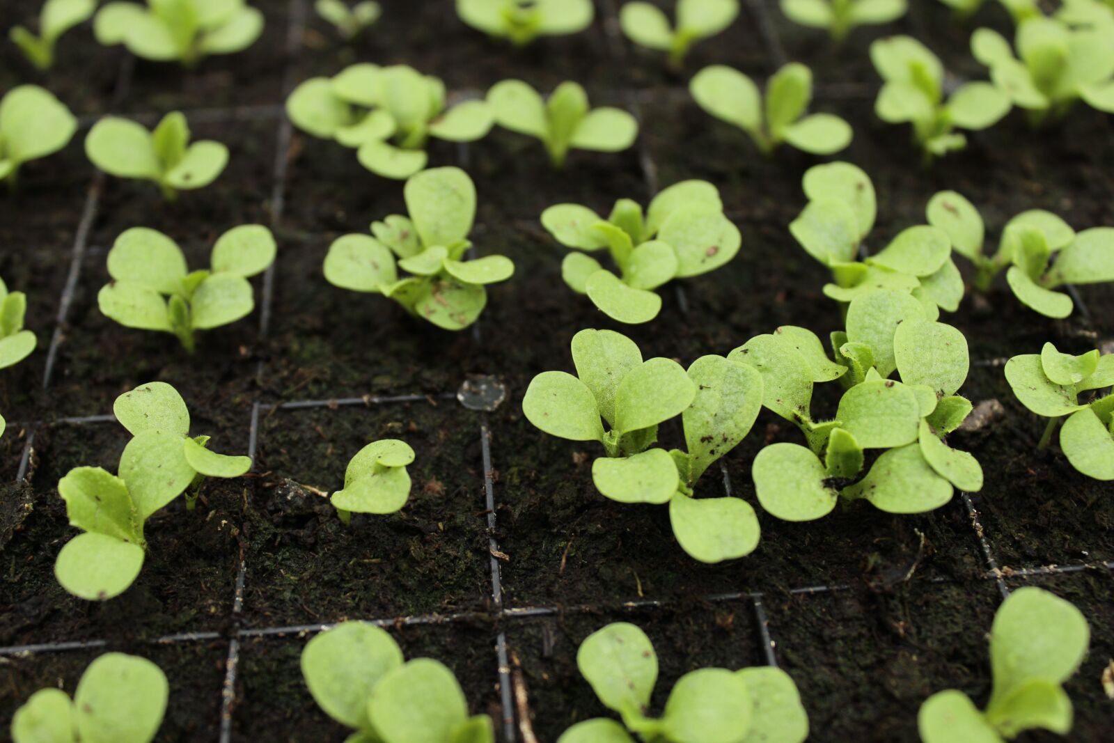 Canon EF-S 18-55mm F3.5-5.6 IS sample photo. Green, sprouts, garden photography