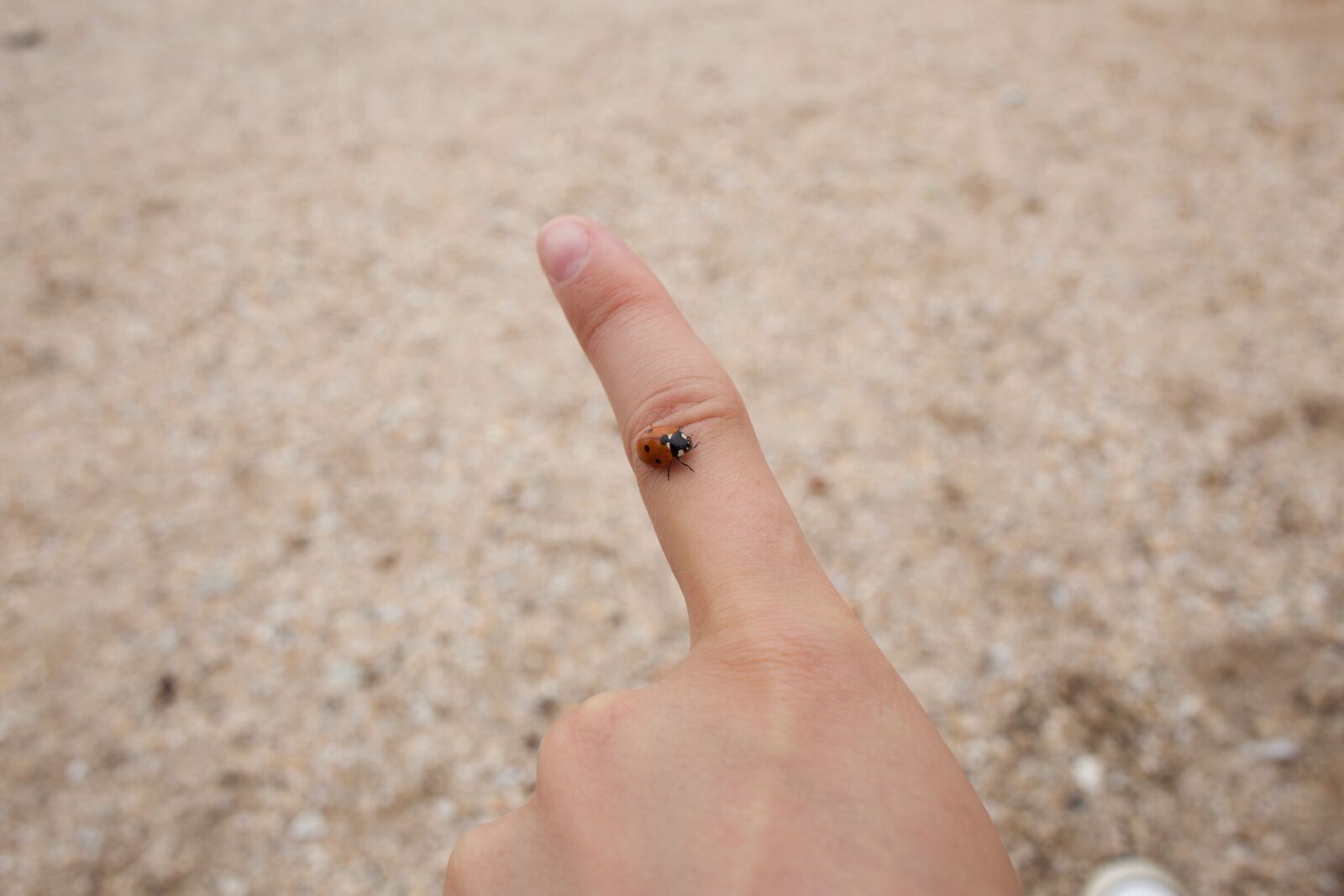 Canon EF 28mm F2.8 IS USM sample photo. Ladybug, lady bug, insect photography